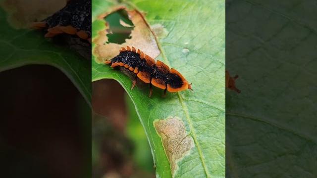 Trilobite beetle larva#nature #morning Trilobite beetle larva#nature #morning