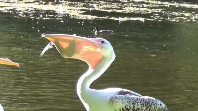 Pelican vs. pigeon - st. james park Pelican vs. pigeon - st. james park