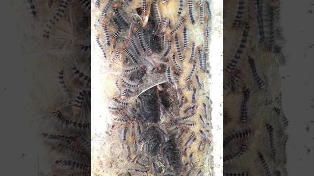 Those who are afraid don't see | caterpillars. Those who are afraid don't see | caterpillars.