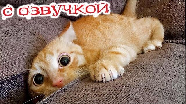 Funny animal videos 2023 - funniest dogs and cats videos #99 Funny animal videos 2023 - funniest dogs and cats videos #99