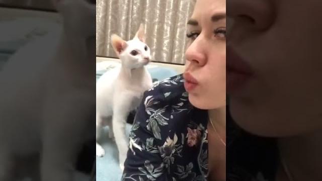Cat slaps woman meme Cat slaps woman meme