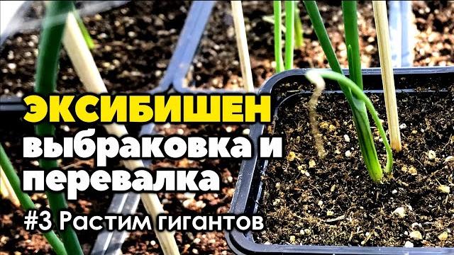 #3 перевалка двухмесячной рассады лука эксибишен | как вырастить лук эксибишен больше килограмма #3 перевалка двухмесячной рассады лука эксибишен | как вырастить лук эксибишен больше килограмма