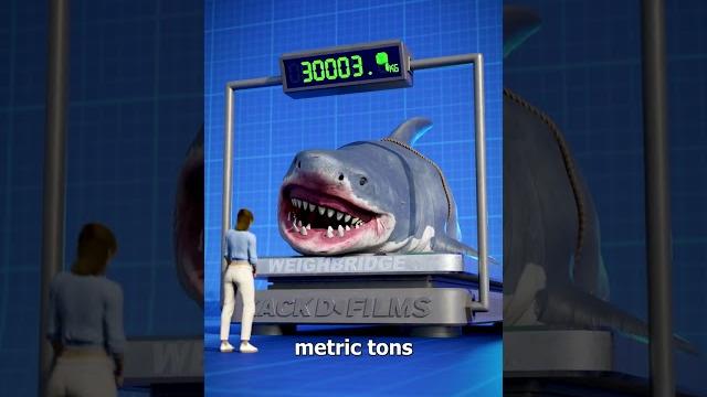 Megalodon size comparison Megalodon size comparison