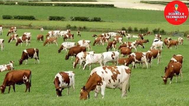 Wonderful ayrshire and shorthorn cow dairy farm, modern technology cattle farming, cow dairy farming Wonderful ayrshire and shorthorn cow dairy farm, modern technology cattle farming, cow dairy farming