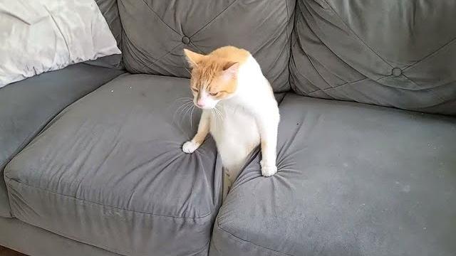 Funny cat videos of 2024 try not to laugh Funny cat videos of 2024 try not to laugh