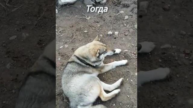 Она пришла к нам в 2017 году, худая, голодная. решили оставить себе и назвали её "лайкой". Она пришла к нам в 2017 году, худая, голодная. решили оставить себе и назвали её "лайкой".