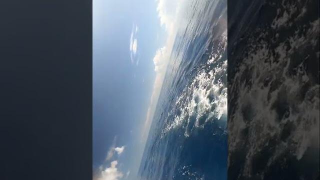 Porpoise eating mahi-mahi offshore nc Porpoise eating mahi-mahi offshore nc