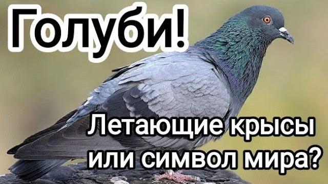 Голуби: летающие крысы или символ мира? всё, что вы не знали об этих удивительных птицах!️ Голуби: летающие крысы или символ мира? всё, что вы не знали об этих удивительных птицах!️