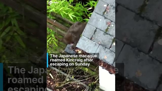 Watch the moment escaped monkey is finally caught #news #stvnews #monkey #animals #highland Watch the moment escaped monkey is finally caught #news #stvnews #monkey #animals #highland
