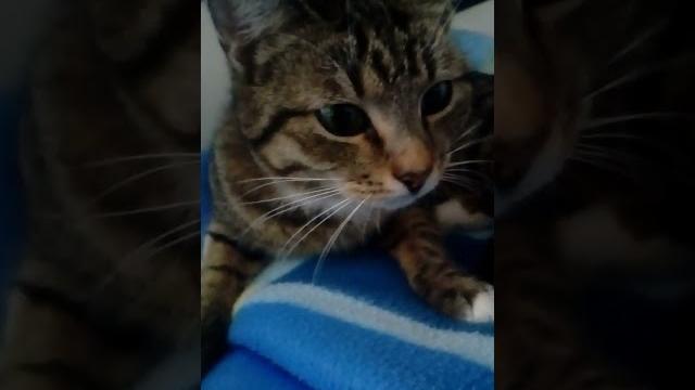 А кто тут сонная колбаска новый клип кошка муся А кто тут сонная колбаска новый клип кошка муся