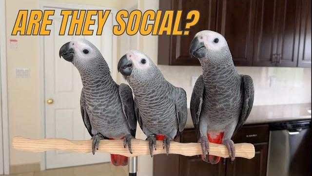 Are african grey parrots social birds? Are african grey parrots social birds?