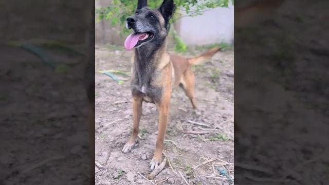 From danger to devotion dog & owner's epic bond! #dogloversfeed #rescueefforts #dogshorts From danger to devotion dog & owner's epic bond! #dogloversfeed #rescueefforts #dogshorts