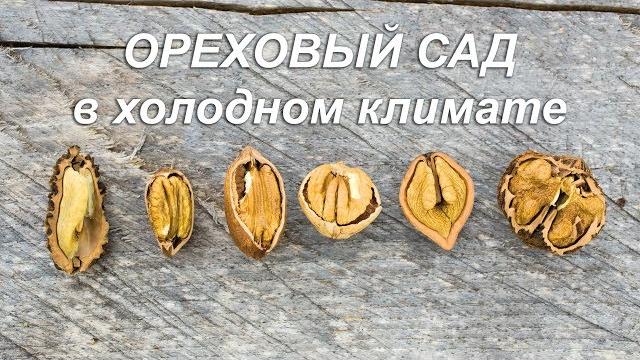 Ореховый сад в холодном климате Ореховый сад в холодном климате