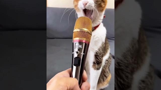 Meow #cat #pussycat #kitty #catlover #catvideos #cute #angry #shortvideo#shorts#trending#ytshorts Meow #cat #pussycat #kitty #catlover #catvideos #cute #angry #shortvideo#shorts#trending#ytshorts