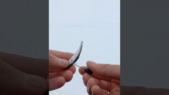 Насадка тюльки. самый надежный и простой способ. #fishing #shorts #кама #рыбалка #тюлька Насадка тюльки. самый надежный и простой способ. #fishing #shorts #кама #рыбалка #тюлька