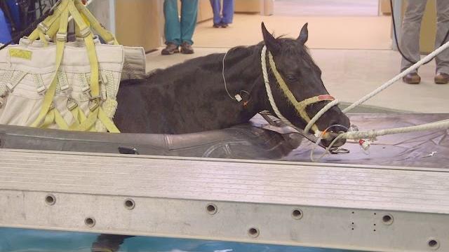 Waking from anesthesia in a pool | life at vet u Waking from anesthesia in a pool | life at vet u
