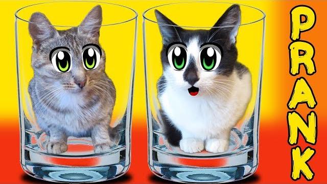 Приколы от анюты кот малыш и кошечка мурка в новых розыгрышах! смешные розыгрыши над котами Приколы от анюты кот малыш и кошечка мурка в новых розыгрышах! смешные розыгрыши над котами
