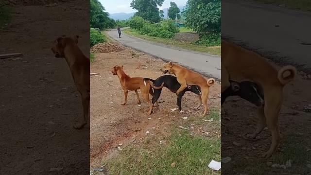 Dog sex Dog sex
