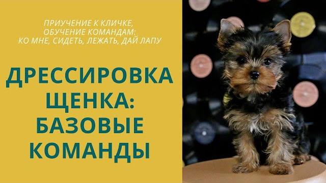 Базовые команды для дрессировки: приучение к кличке, команды ко мне, сидеть, лежать, дай лапу, играй Базовые команды для дрессировки: приучение к кличке, команды ко мне, сидеть, лежать, дай лапу, играй