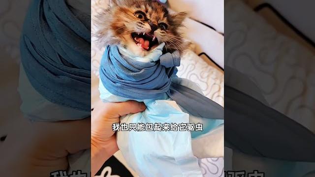 捡到凶凶的小奶猫,能有多崩溃!我和流浪猫的故事 捡了个猫 记录猫咪日常 狸花猫 小奶喵 捡到凶凶的小奶猫,能有多崩溃!我和流浪猫的故事 捡了个猫 记录猫咪日常 狸花猫 小奶喵