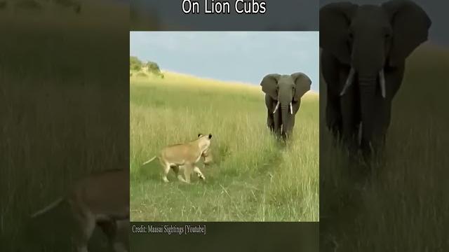 Elephant's shocking attack on lion cubs Elephant's shocking attack on lion cubs