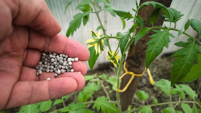 Это удобрение должно быть у каждого: томаты не жируют, урожайные, вкусные, сладкие и без гнили. Это удобрение должно быть у каждого: томаты не жируют, урожайные, вкусные, сладкие и без гнили.