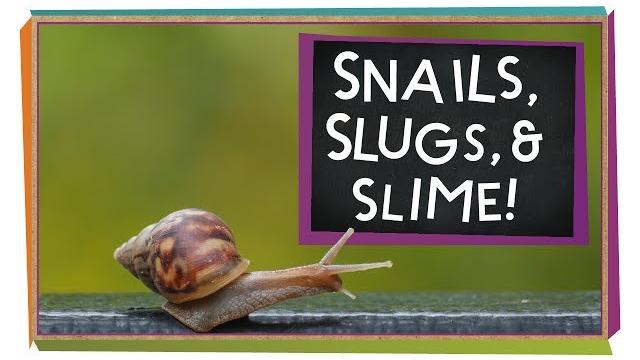 Snails, slugs, and slime! | animal science for kids Snails, slugs, and slime! | animal science for kids