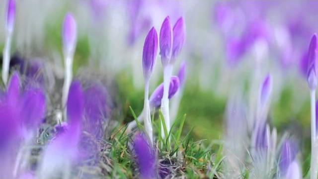 Andre' rieu - i have a dream - abba Andre' rieu - i have a dream - abba