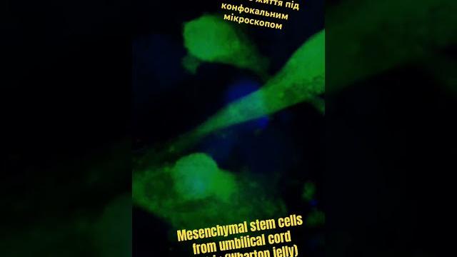 Інтимне життя клітин #українськийютуб #наукпоп #біологія #cell #cellbiology #science #наука Інтимне життя клітин #українськийютуб #наукпоп #біологія #cell #cellbiology #science #наука