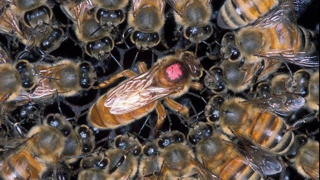 All about queen bees All about queen bees