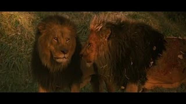 Roar 1981 two male lions fighting Roar 1981 two male lions fighting