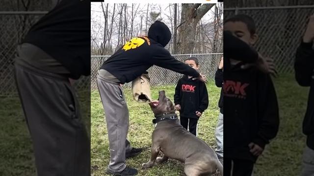 Giant pitbull protecting his brothers #shorts #youtubeshorts #dog Giant pitbull protecting his brothers #shorts #youtubeshorts #dog