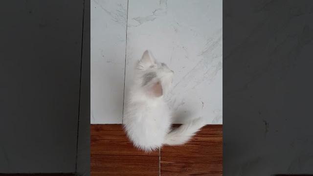Baby moy#shortvideo #shorts #short #reels #reel #viralvideo #viralshort #trending #cat #cats #meow Baby moy#shortvideo #shorts #short #reels #reel #viralvideo #viralshort #trending #cat #cats #meow