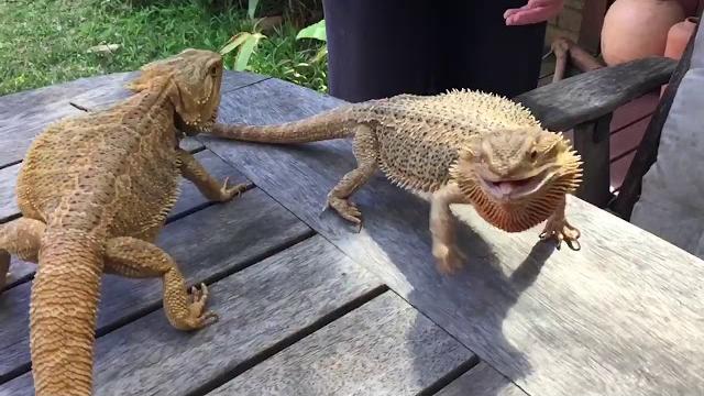 Bearded dragons fighting hd slo mo Bearded dragons fighting hd slo mo