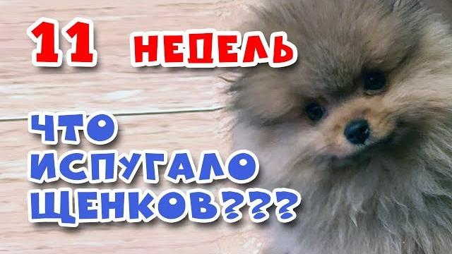 Что испугало щенков? щенкам шпица 11 недель Что испугало щенков? щенкам шпица 11 недель