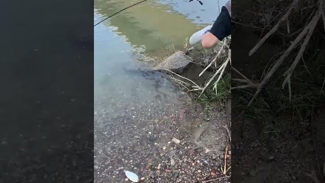 Рыбалка в сербии #жерех #fishing_video Рыбалка в сербии #жерех #fishing_video