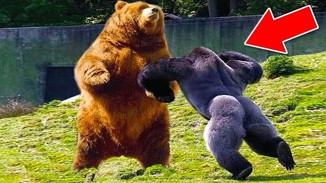 Самые агрессивные животные в мире Самые агрессивные животные в мире