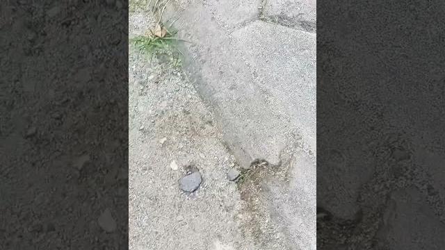 Penampakan bude husna Penampakan bude husna