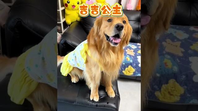 傲娇的吉吉公主#萌宠好物 傲娇的吉吉公主#萌宠好物