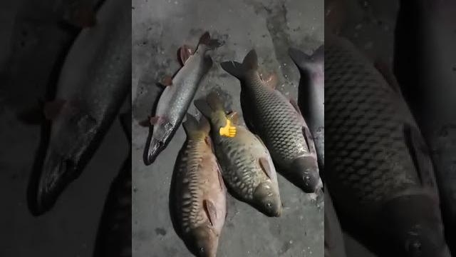 Рыбалка на озере #fishing #электроудочка #рыбалка#рыба#рыбы#щука#карп#карась#сазан#амур#росиия Рыбалка на озере #fishing #электроудочка #рыбалка#рыба#рыбы#щука#карп#карась#сазан#амур#росиия