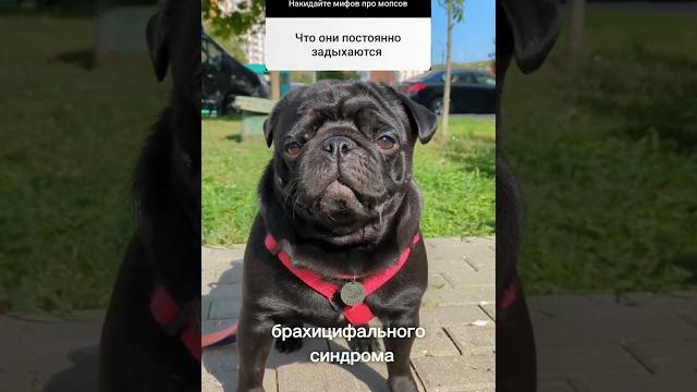 Непопулярное мнение о мопсах. подробнее в описании видео #собаки #зоопсихология #мопс #кинология Непопулярное мнение о мопсах. подробнее в описании видео #собаки #зоопсихология #мопс #кинология