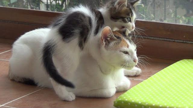 A very patient mother cat with 5 crazy active kittens !! A very patient mother cat with 5 crazy active kittens !!