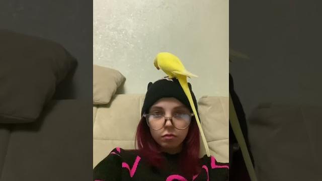 Говорящий попугай обидел меня.. Говорящий попугай обидел меня..