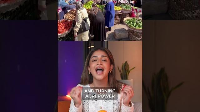 India ️ egypt trade India ️ egypt trade