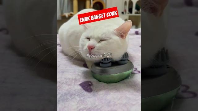 Kucing keenakan di pijat‼️ Kucing keenakan di pijat‼️