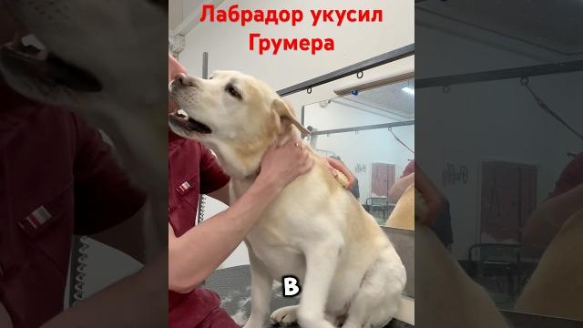 Тот самый лабрадор #груминг #лабрадор #собака Тот самый лабрадор #груминг #лабрадор #собака