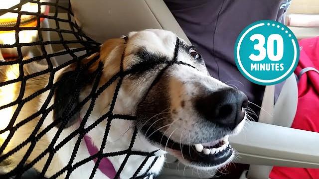 Try not to laugh challenge | 30 minutes of funny dogs Try not to laugh challenge | 30 minutes of funny dogs