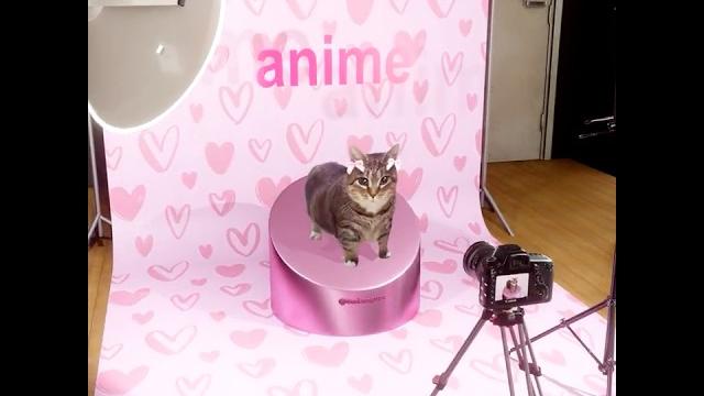 Oiia cat nya ichi ni san Oiia cat nya ichi ni san