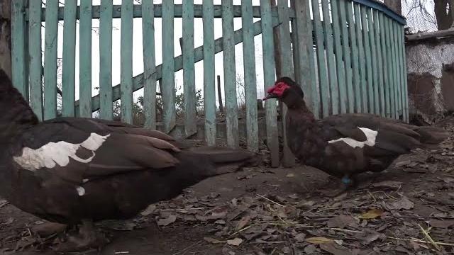 Мускусные утки индоутки шипуны какие мускусные утки есть обзор сельская жизнь сельская жизнь Мускусные утки индоутки шипуны какие мускусные утки есть обзор сельская жизнь сельская жизнь