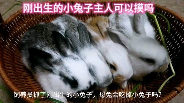 刚出生的小兔崽主人可以摸吗 主人摸了刚出生的兔崽母兔会弃养吗 刚出生的小兔崽主人可以摸吗 主人摸了刚出生的兔崽母兔会弃养吗